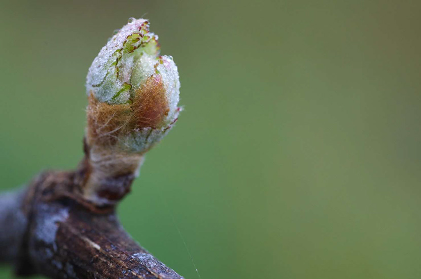 Bursting Through Dormancy